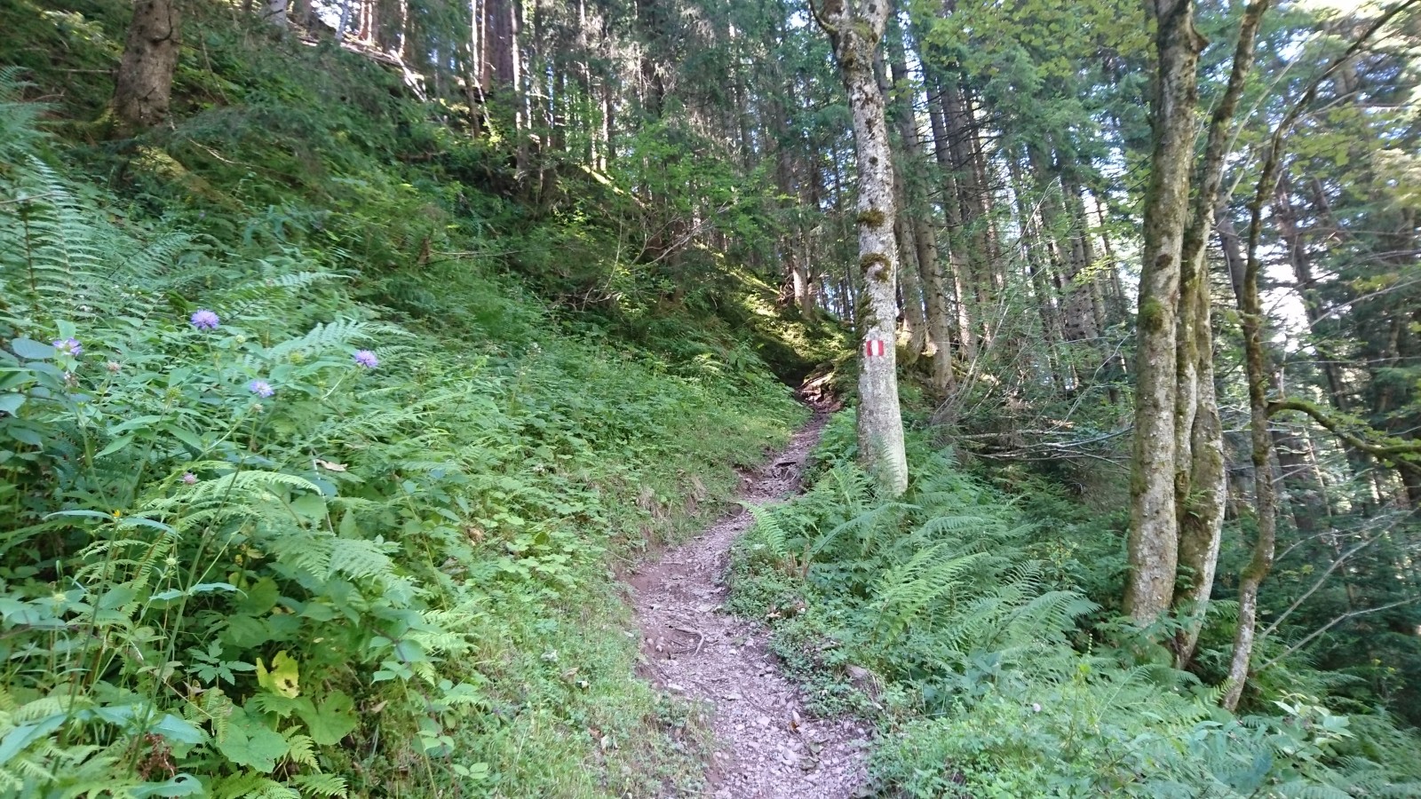 Waldwanderweg zu den Grießener Almen