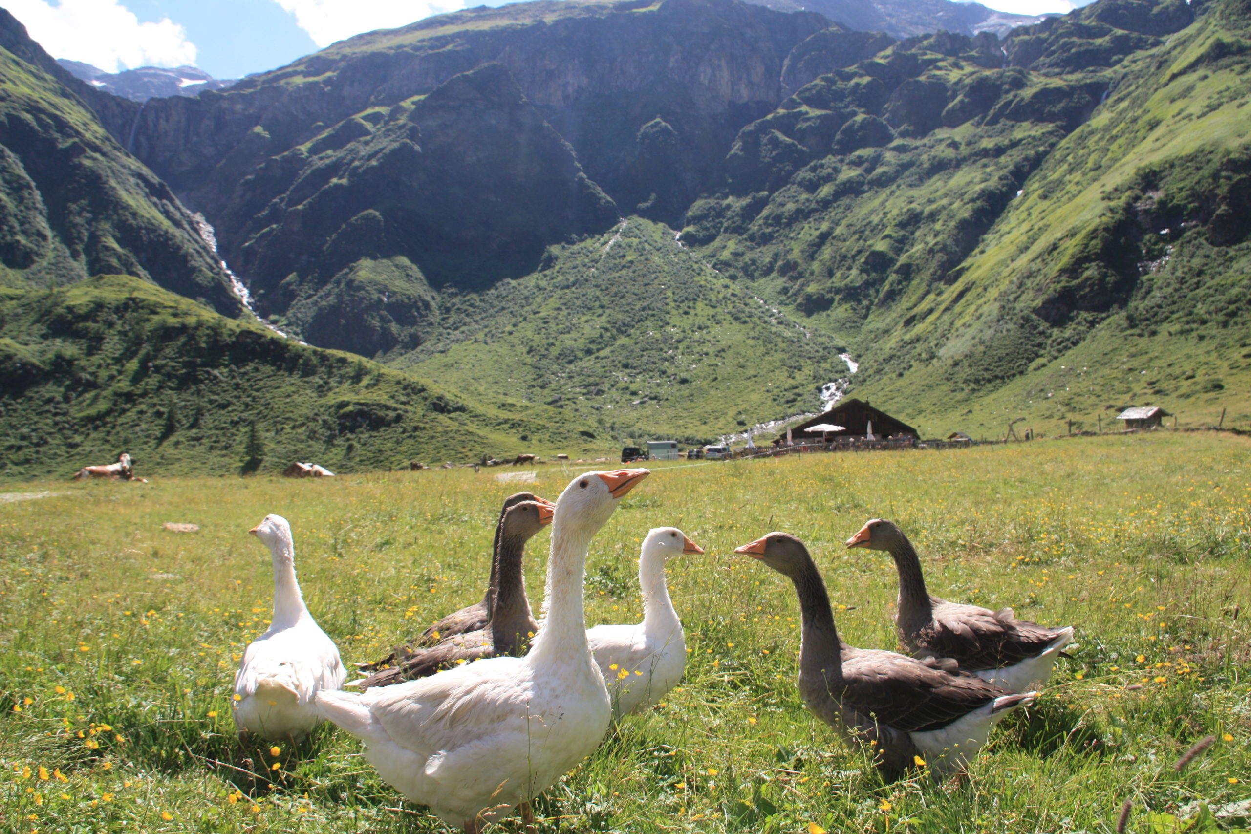 © SalzburgerLand Tourismus, Martina Egger, Die Gänse begrüßen schnatternd die Wanderer auf der Veitbauernalm
