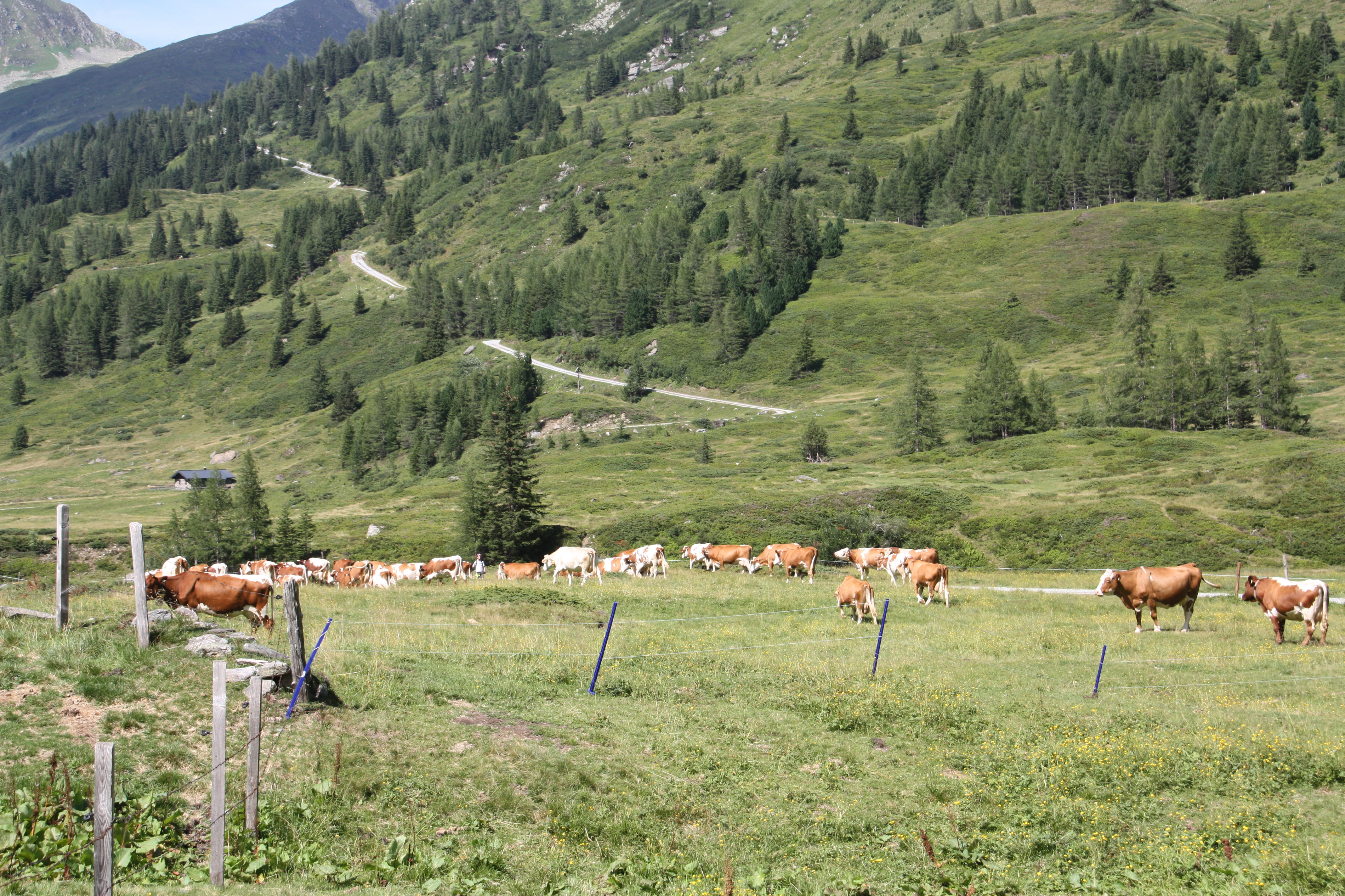 Kühe im Nassfeld werden zum Melken getrieben