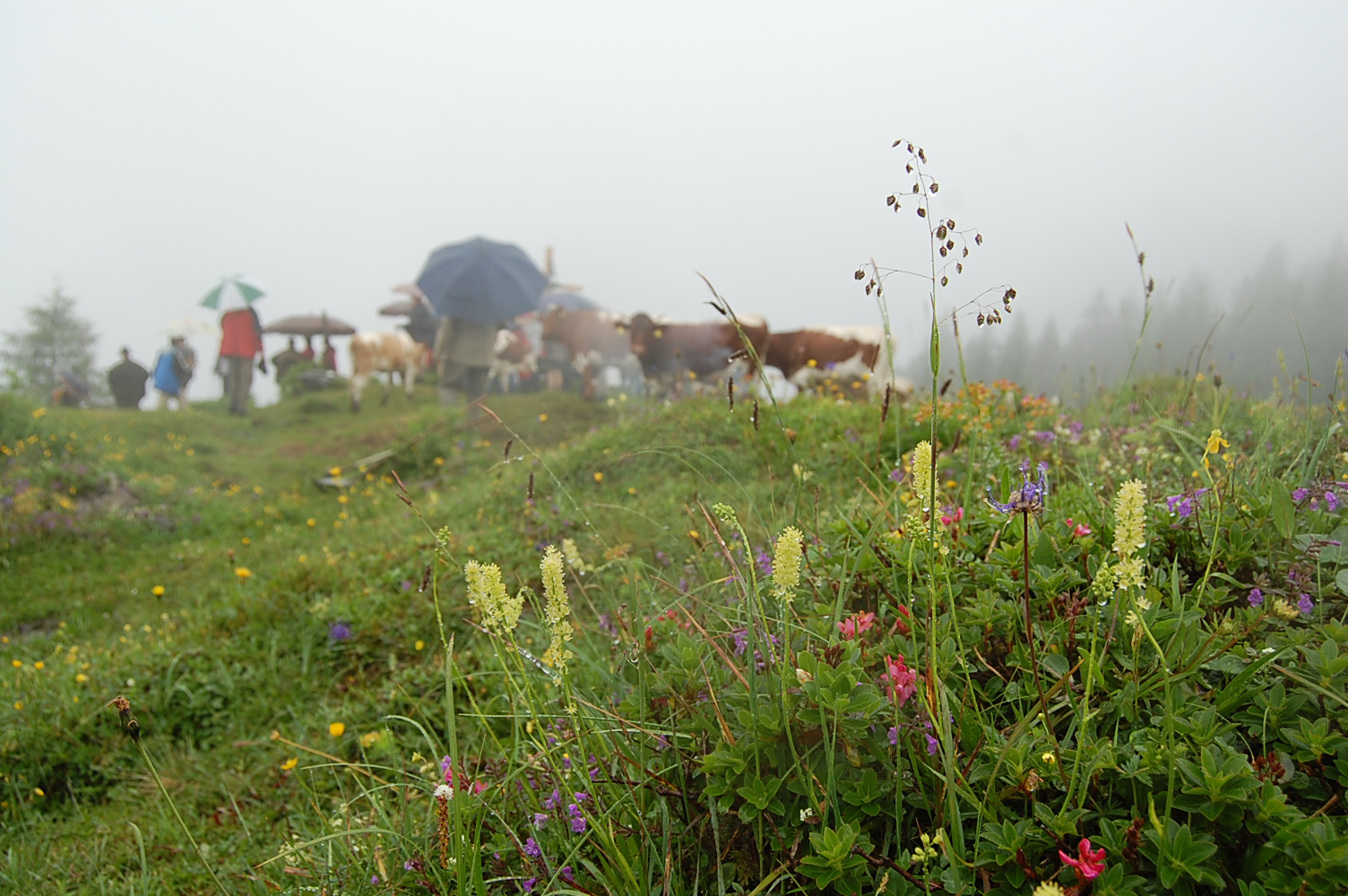 Rocheralm im Sommerregen