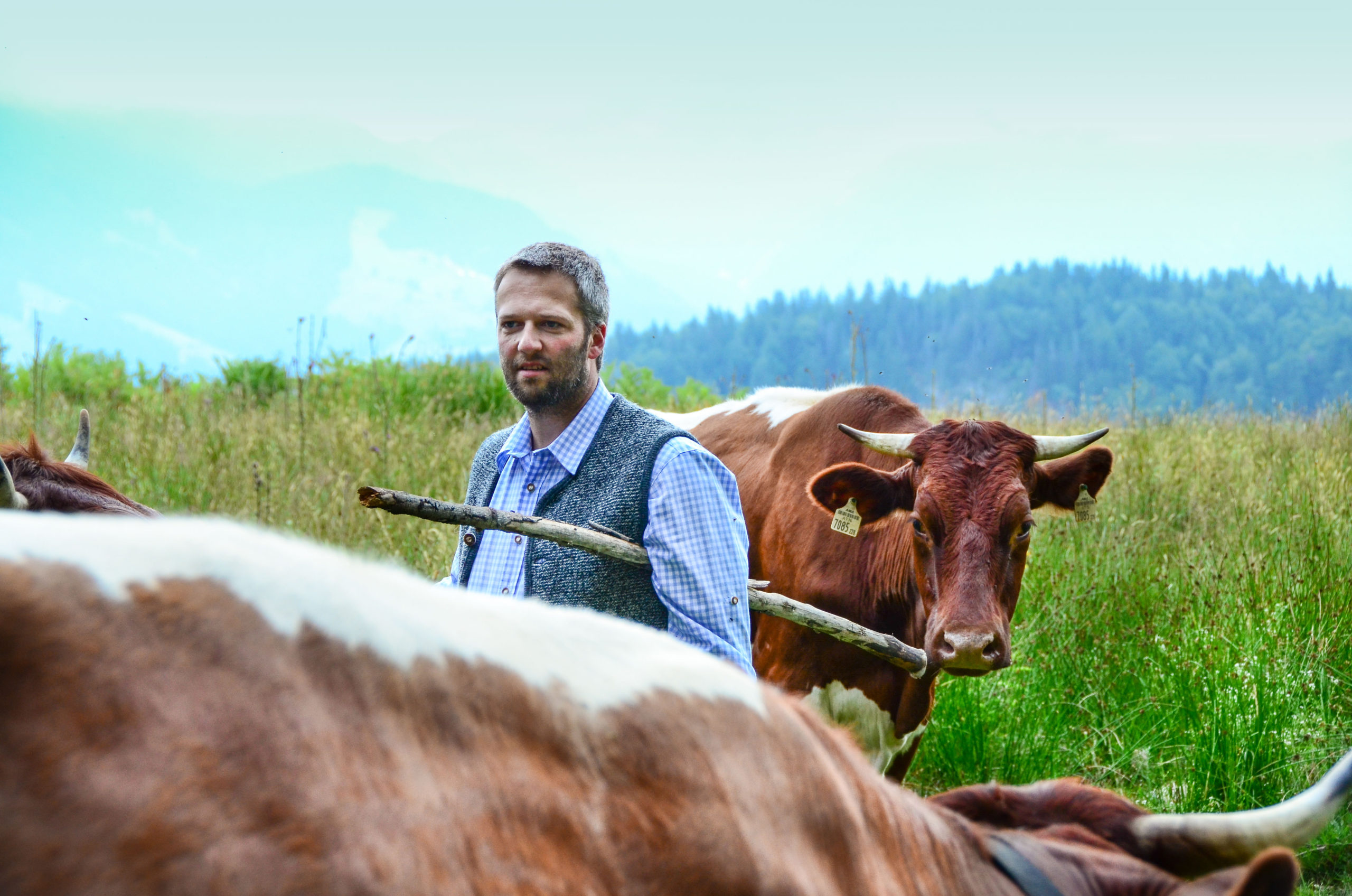 Rocherbauer Josef Quehenberger mit Pinzgauer Rinder