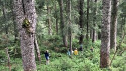 Die Wälder im Naturpark Weißbach
