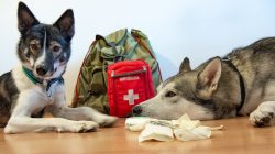 Zwei Hunde mit Erste Hilfe für den Hund-Kit, Handschuhen und Zubehör vor einem grünen Rucksack auf einem Holzboden.