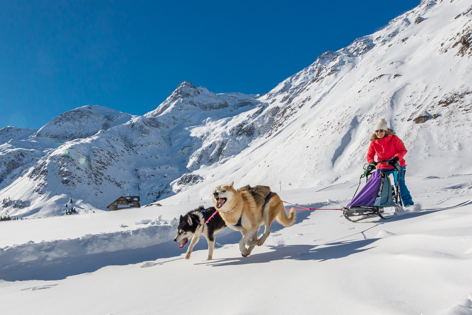 Claudia macht eine gute Figur als Musher.