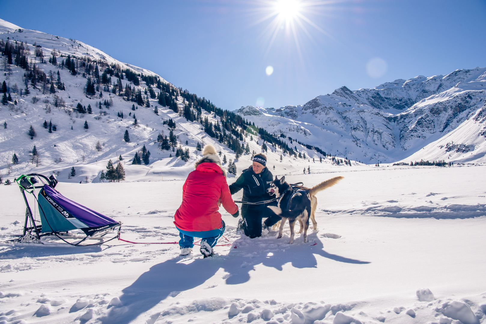 Die Huskys werden vor den Schlitten gespannt.