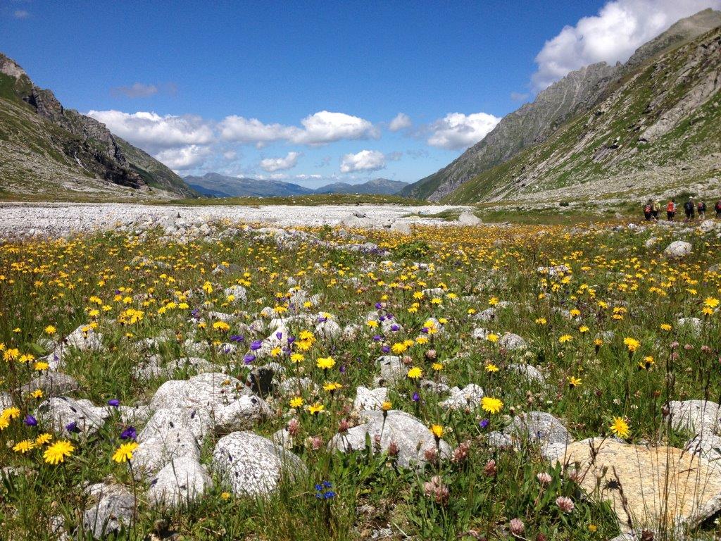 Blühender Talboden Untersulzbachtal. c NPHT