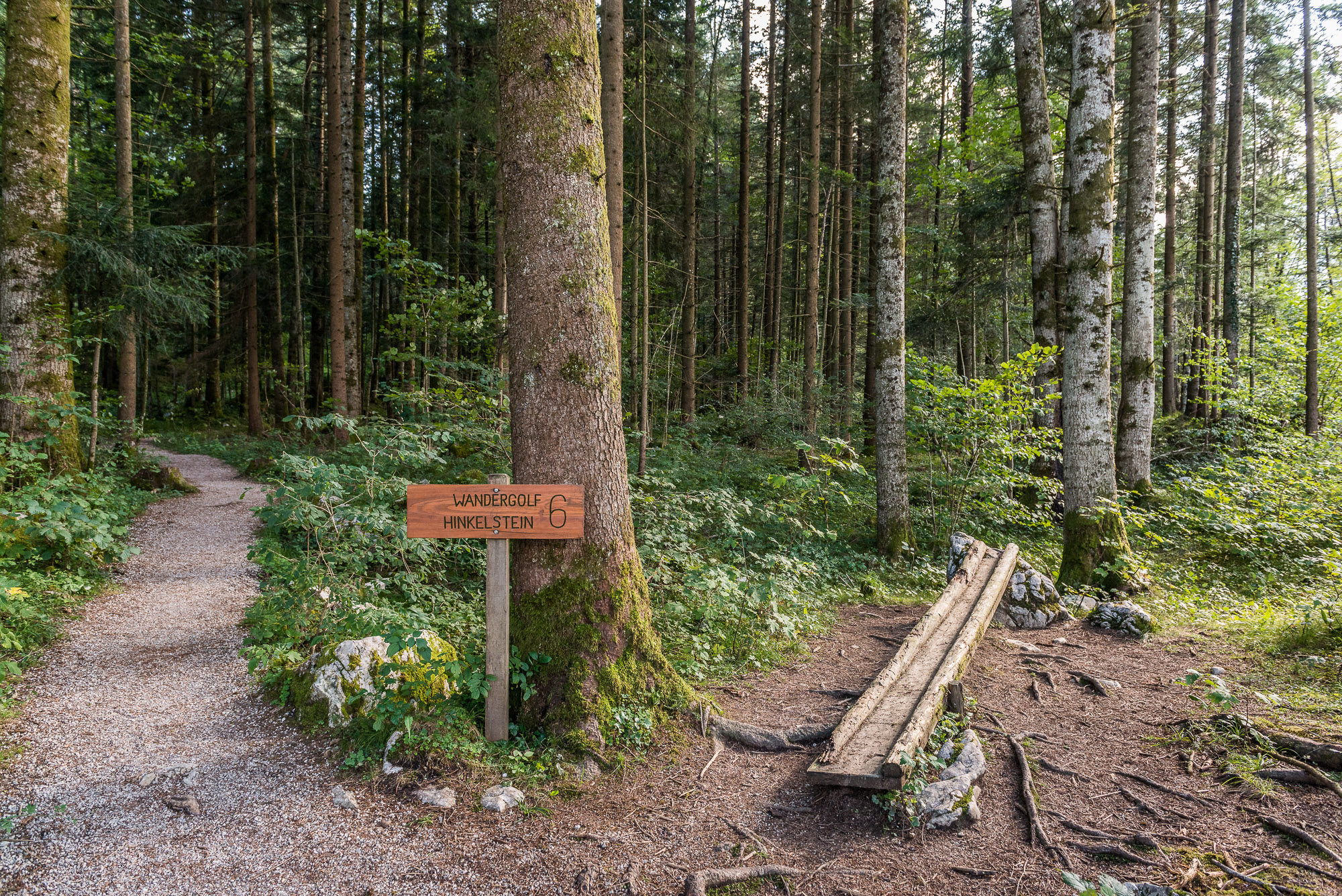 Die herrliche Waldluft begünstigt unser Geschick beim Wandergolf