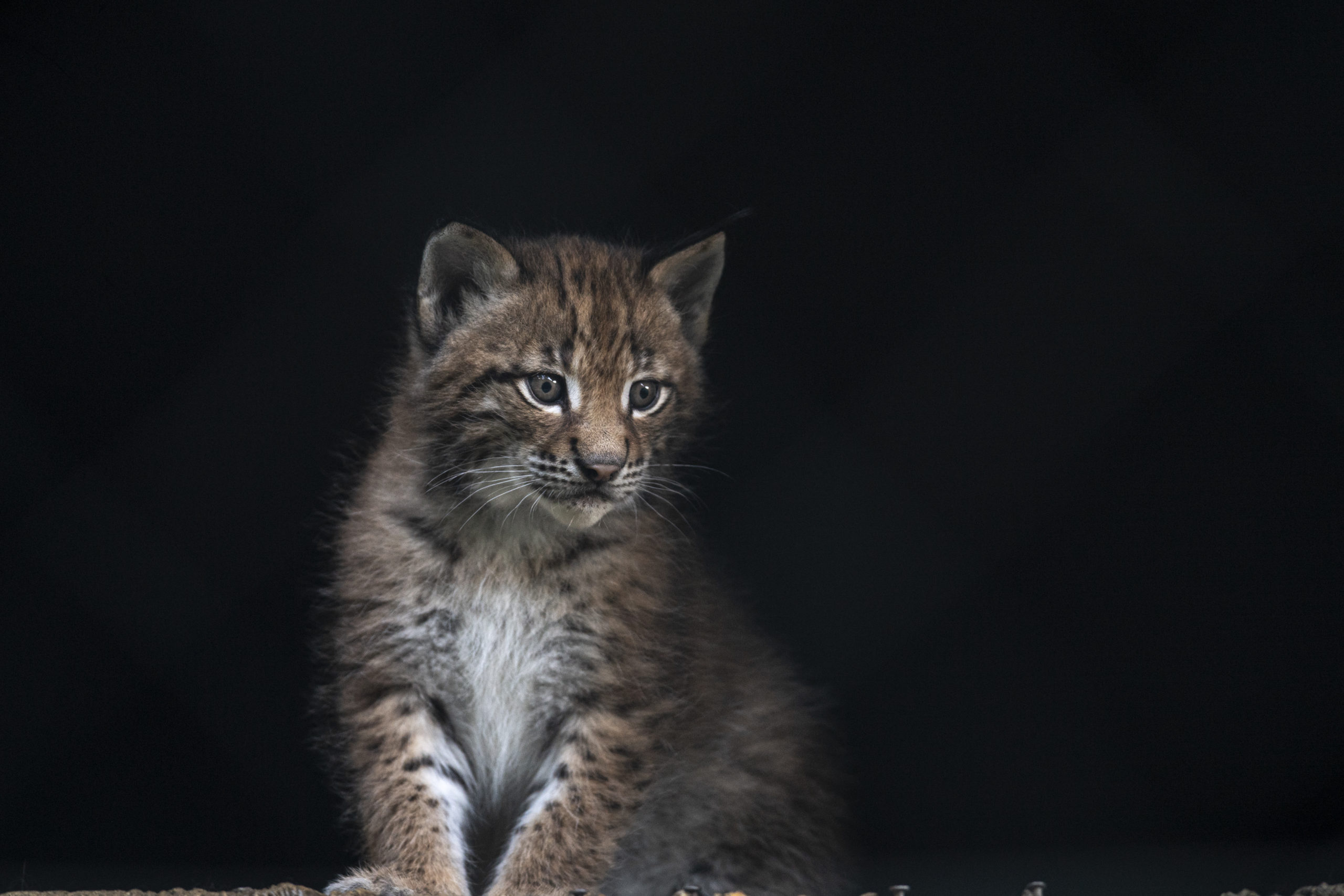  c Daniel Schwab - Naturfotografie Katzluchs.