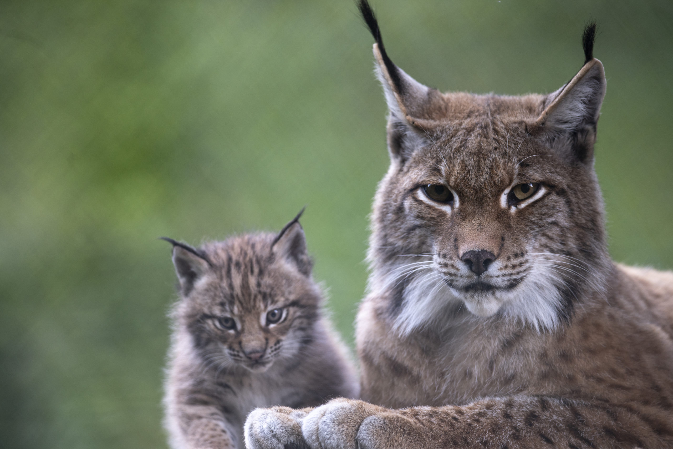  c Daniel Schwab - Naturfotografie Besuchermagneten im Wildpark. 