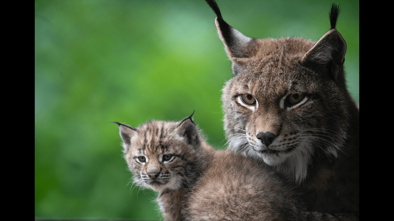  c Daniel Schwab - Naturfotografie Mama und Katzluchs