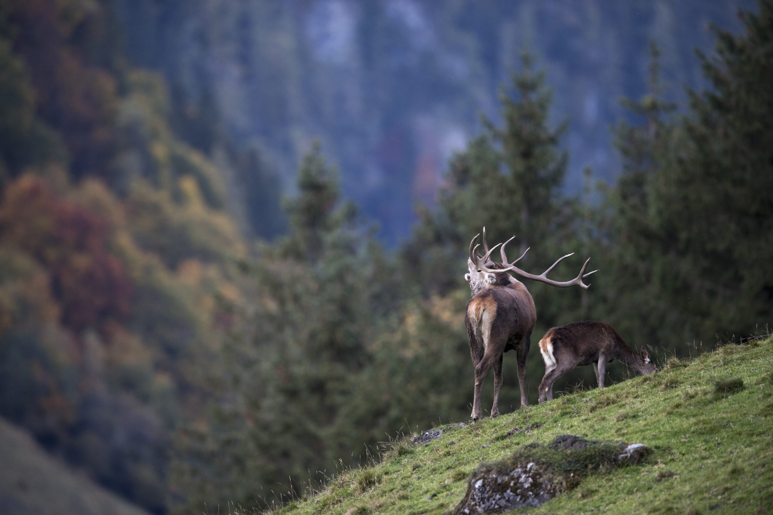  c Daniel Schwab - Naturfotografie Im Hirschgehege