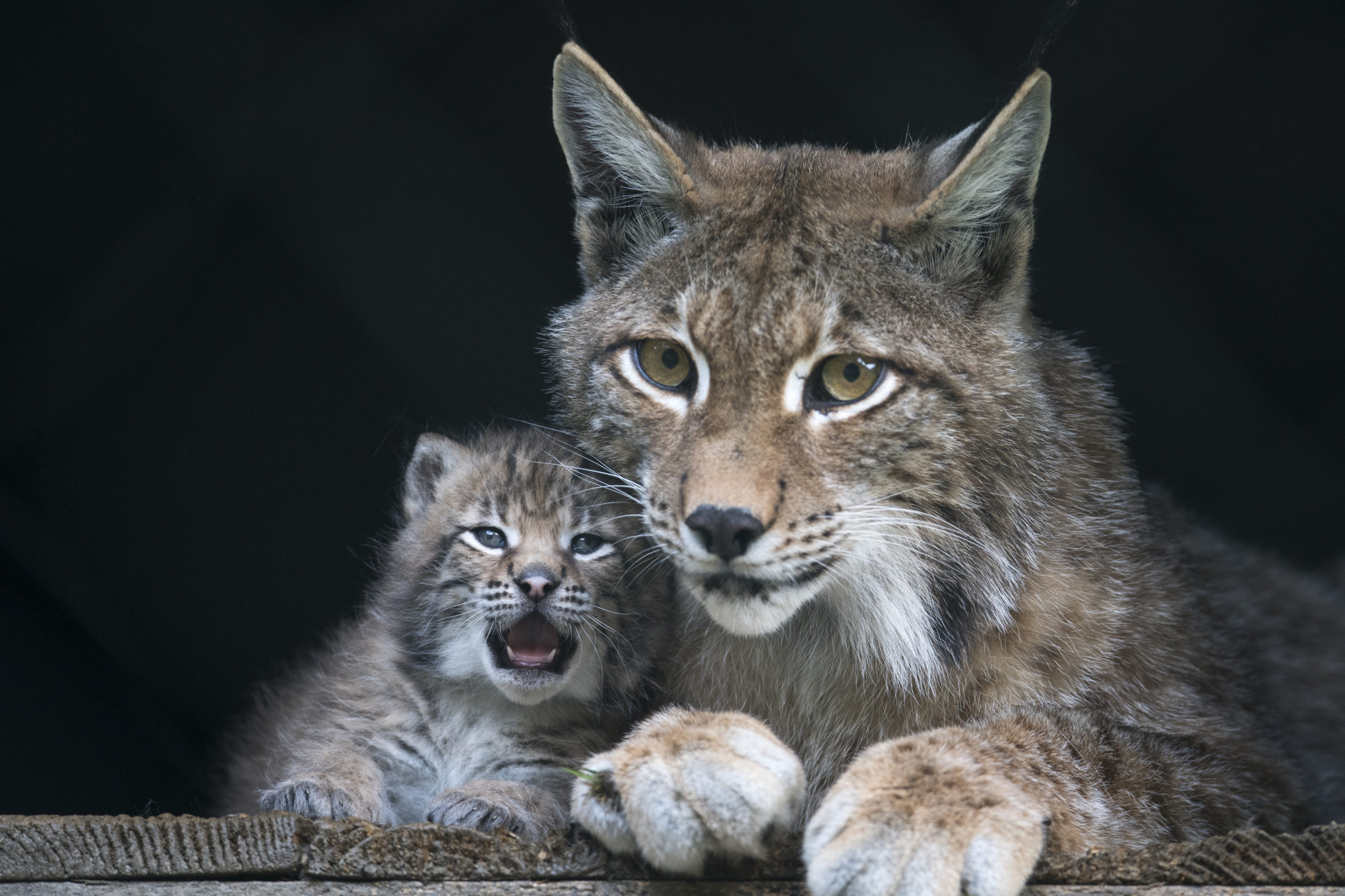  c Daniel Schwab - Naturfotografie Das namenlose Luchsbaby mit Mama Poldi. 