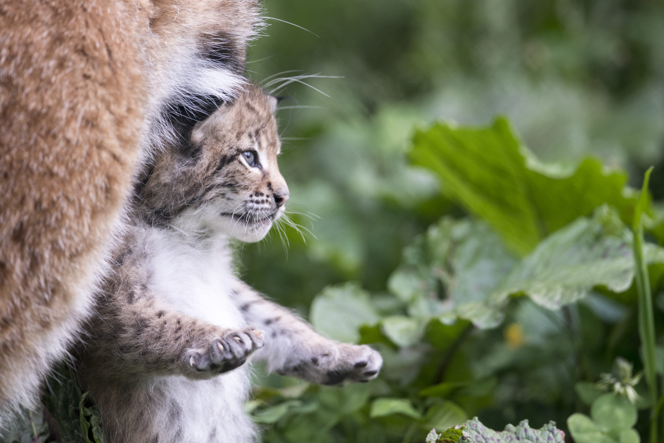  c Daniel Schwab - Naturfotografie Mama Poldi hat das Luchsbaby fest im Griff. 