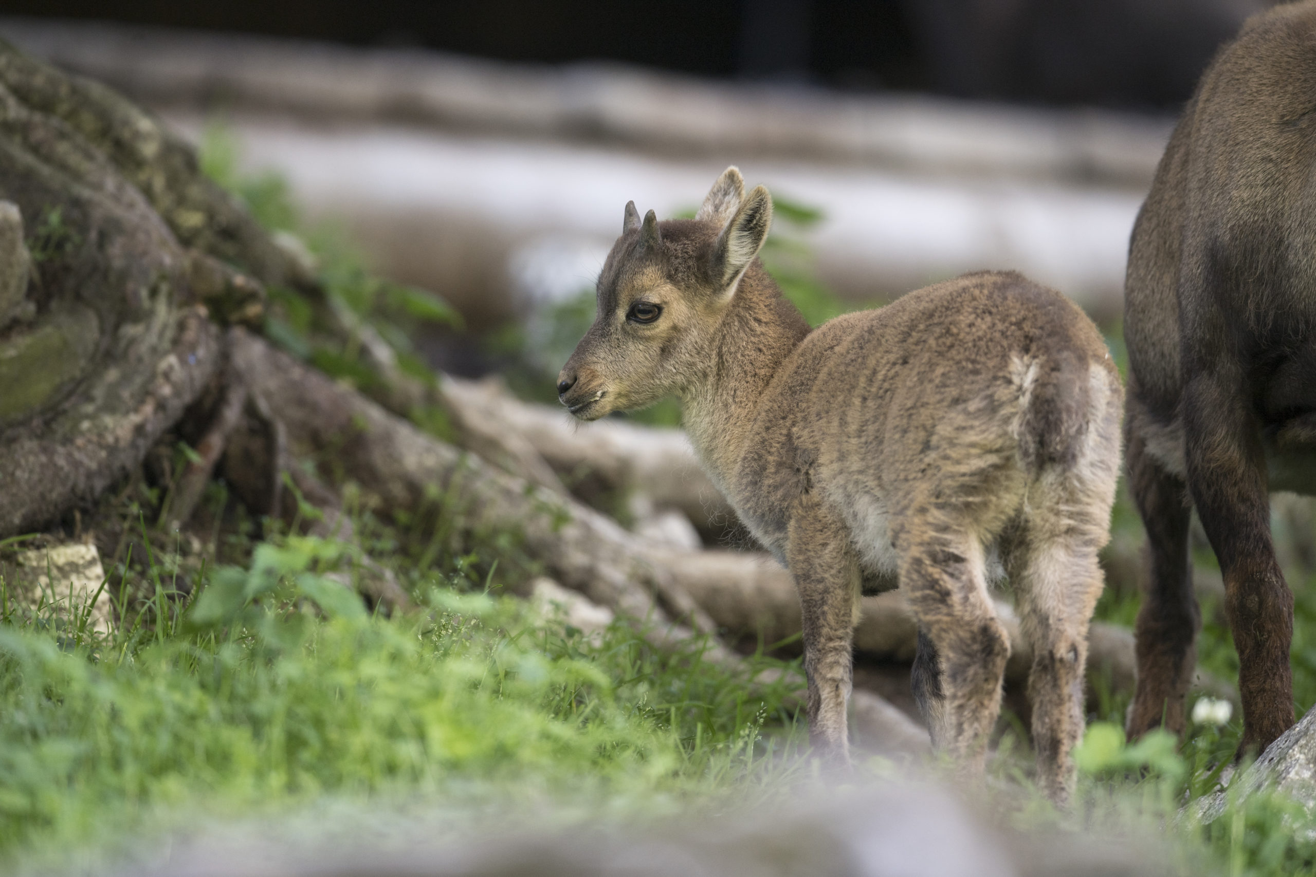  c Daniel Schwab - Naturfotografie Nachwuchs im Wildpark