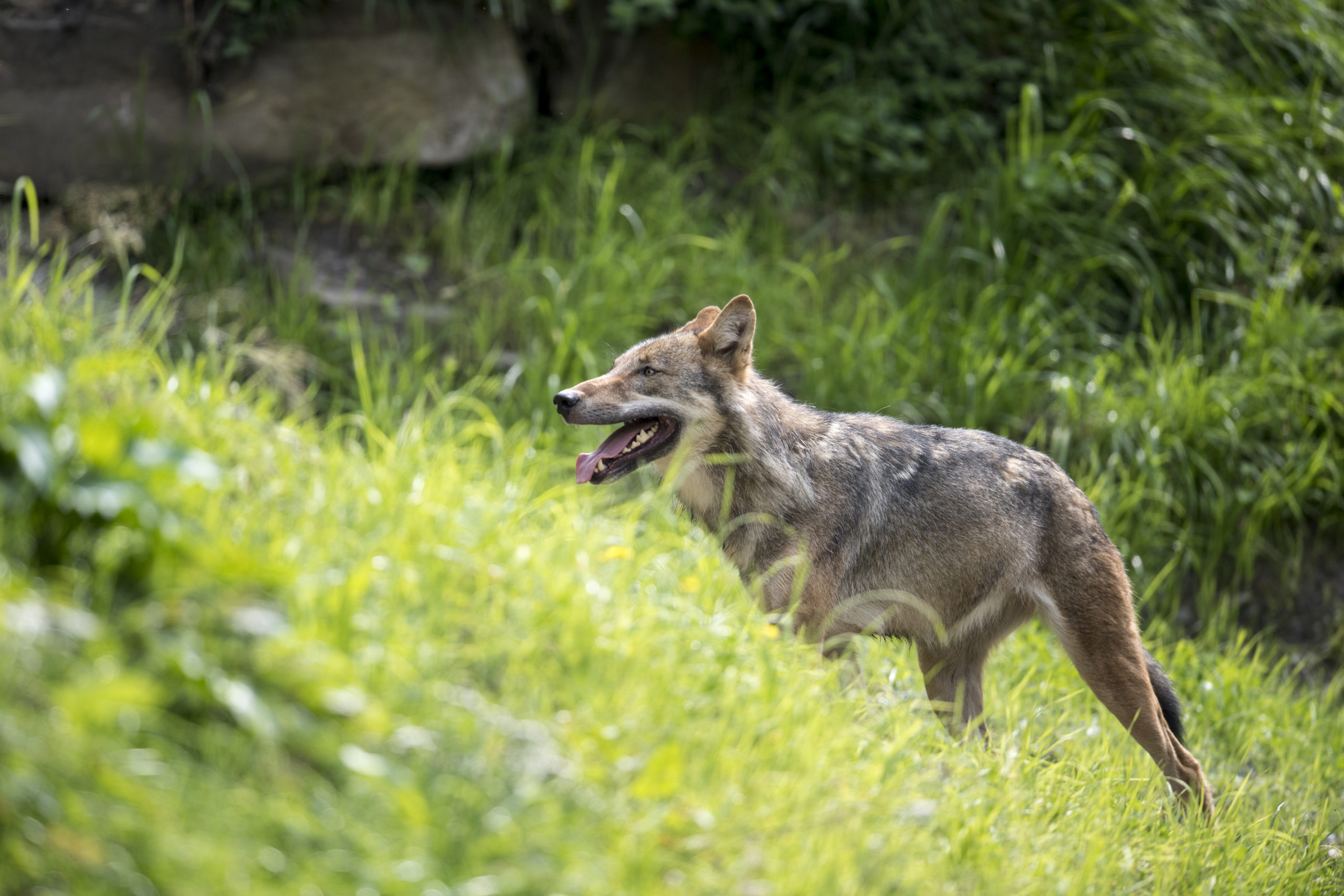  c Daniel Schwab - Naturfotografie Der Wolf im neuen Gehege. 