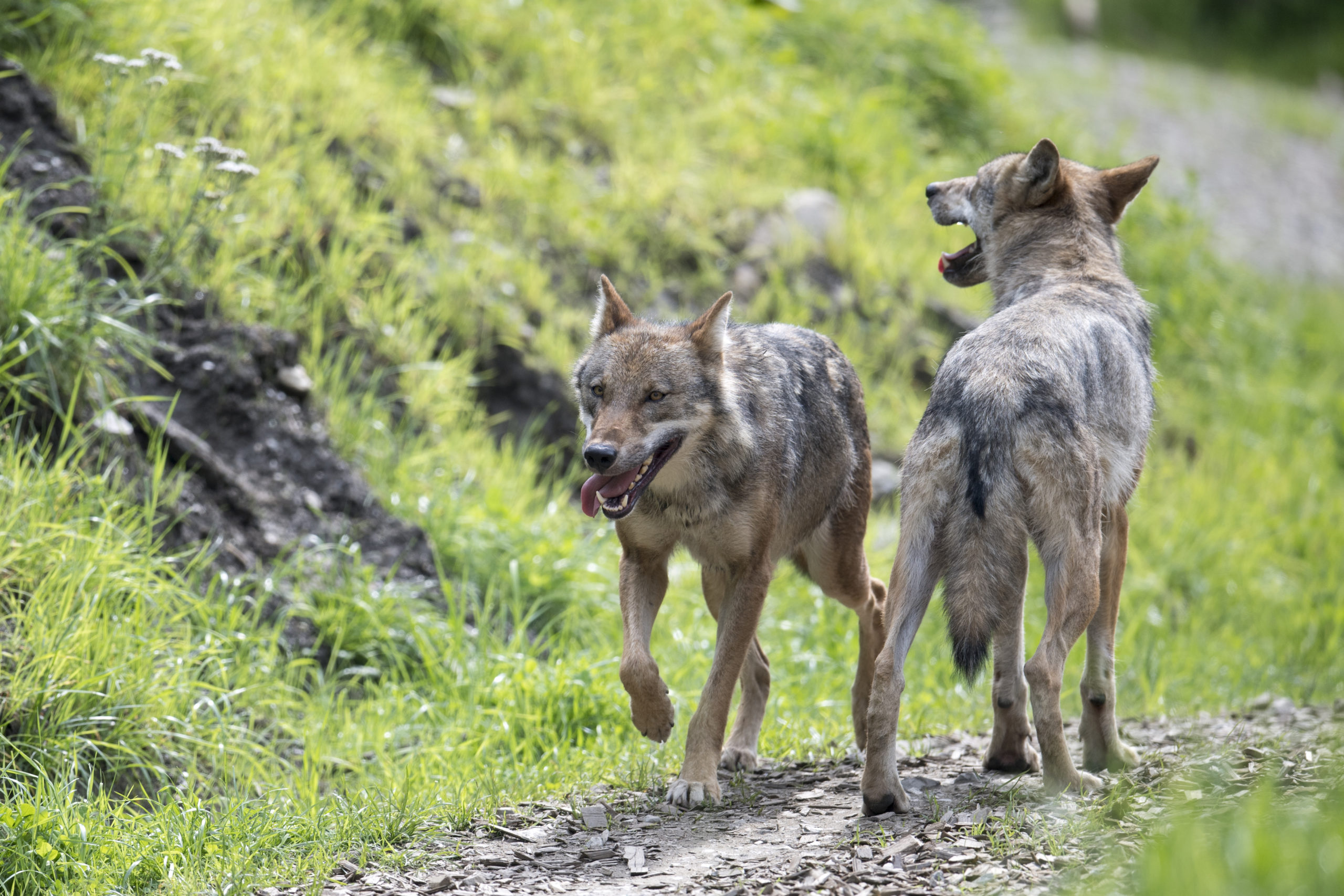  c Daniel Schwab - Naturfotografie Die Wölfe im Wildpark. 