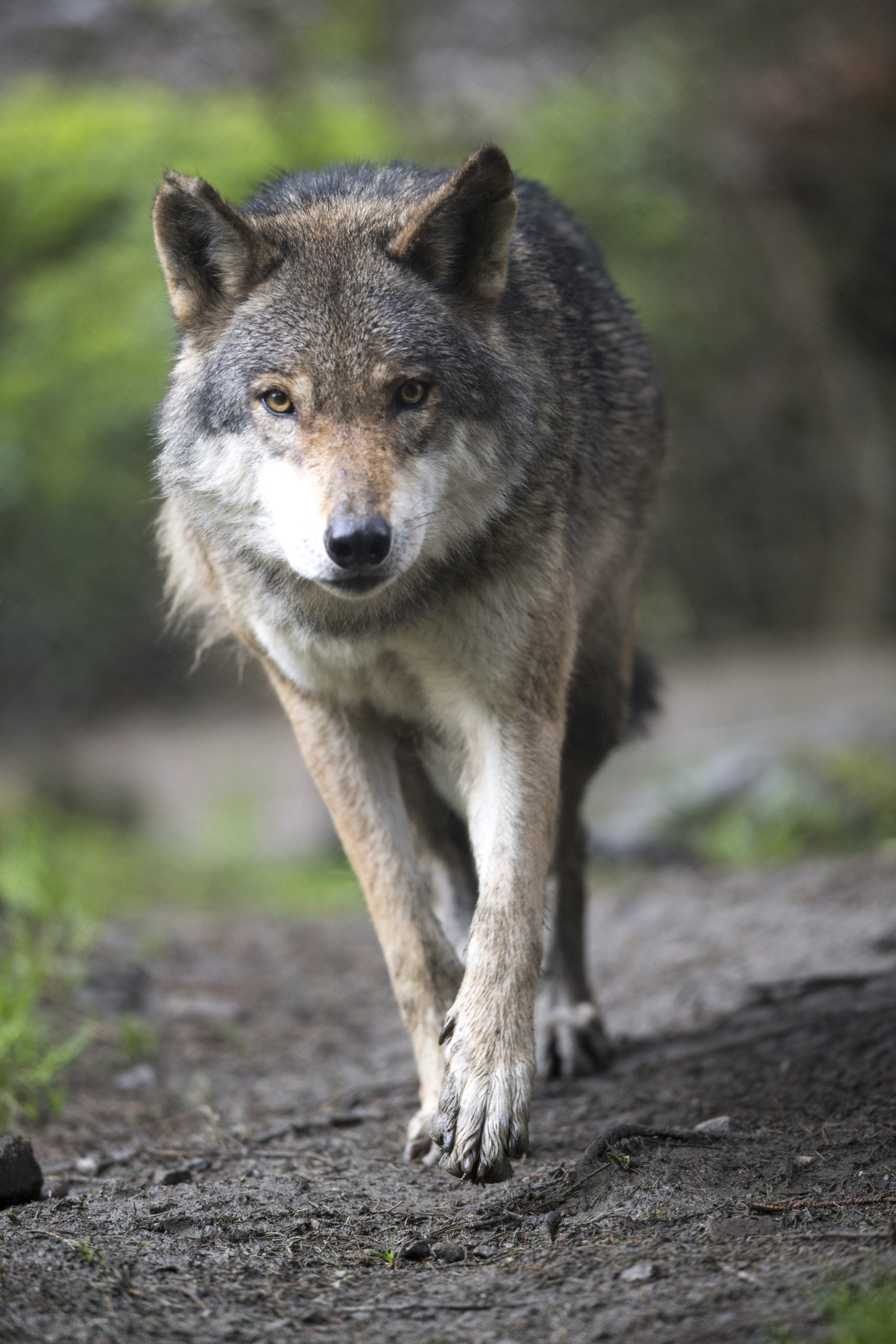 Ein Wolf läuft auf einem unbefestigten Weg auf die Kamera zu, umgeben von Grünzeug im Hintergrund.