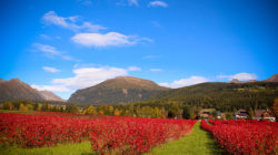 Die Aroniabeeren vom Zehnerhof