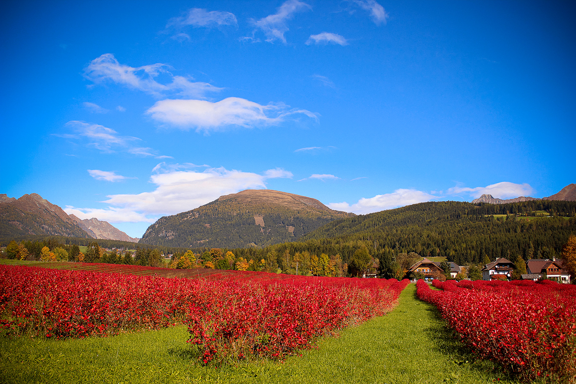 © Salzburg Agarmarketing, Ein Feld voller Aroniabeeren