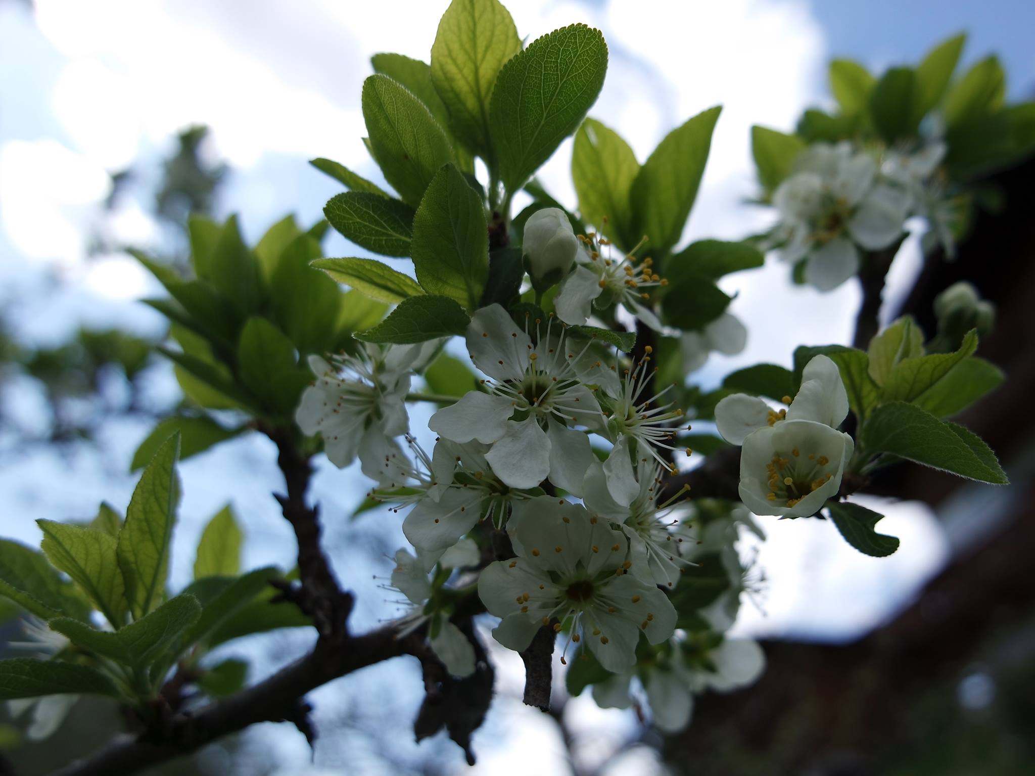 Von der Blüte ...