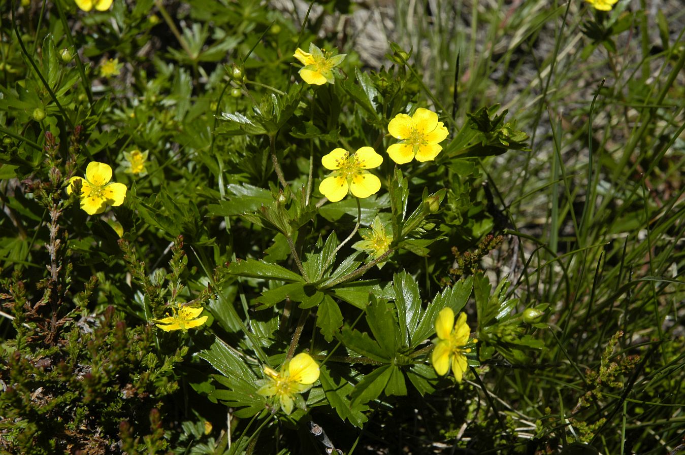 Blutwurz in der Blüte © Willi Bedek