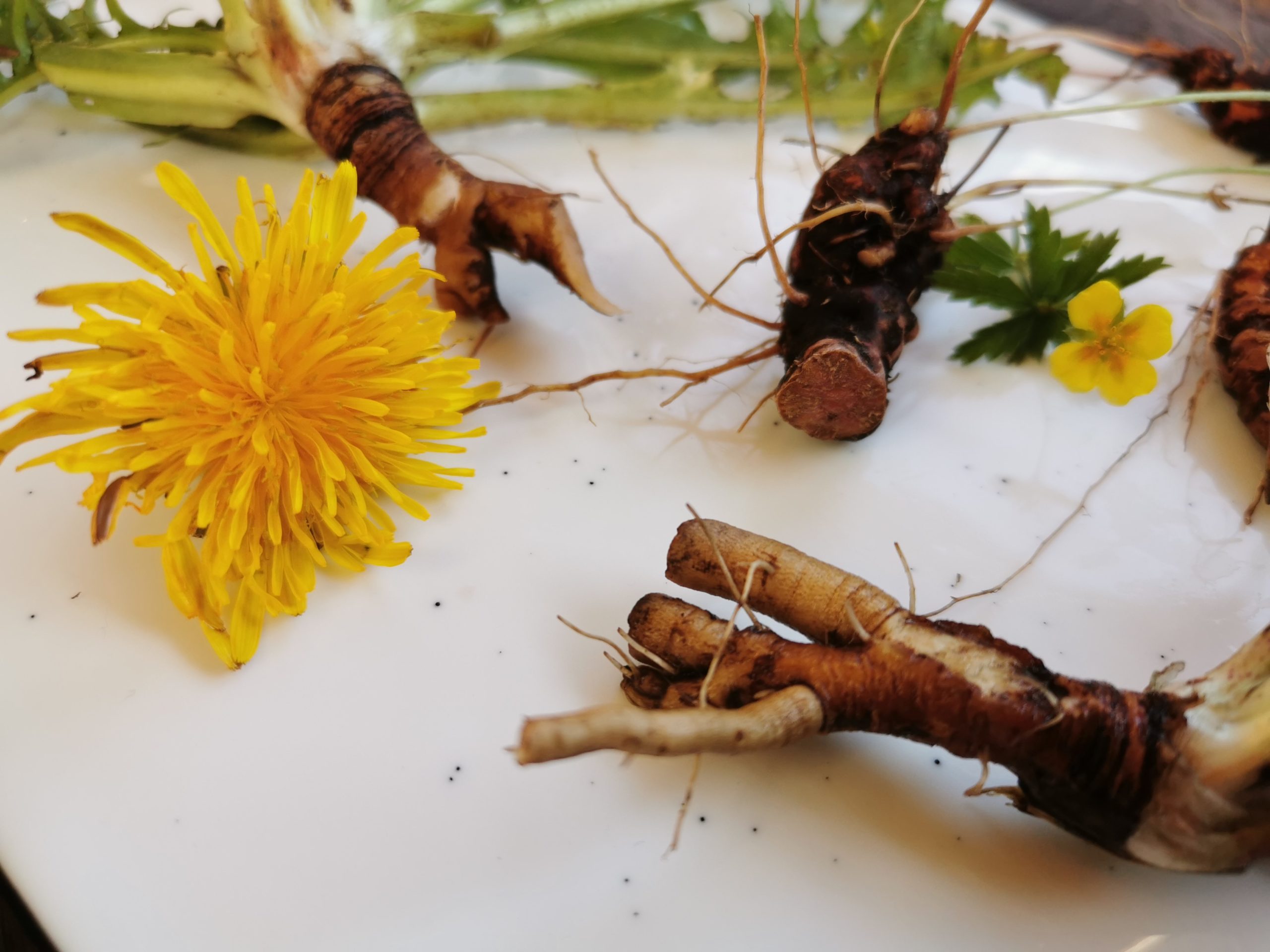Löwenzahnwurzeln und eine gelbe Blüte-Wurzeln sind gesund-auf einer weißen Fläche.