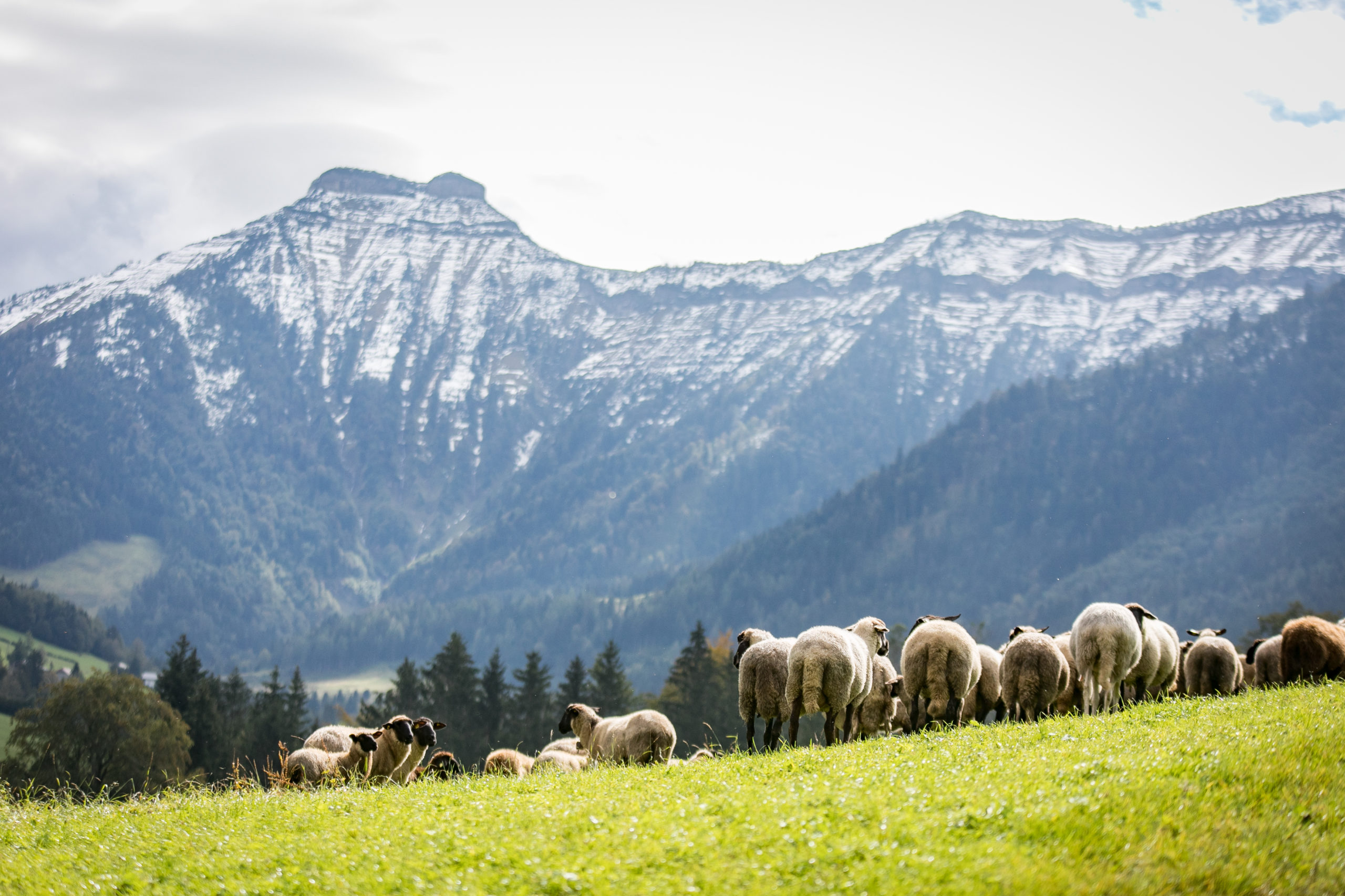 Johannes Weißenbacher, Unterkrispl ,  Salzburg, © www.wildbild.at