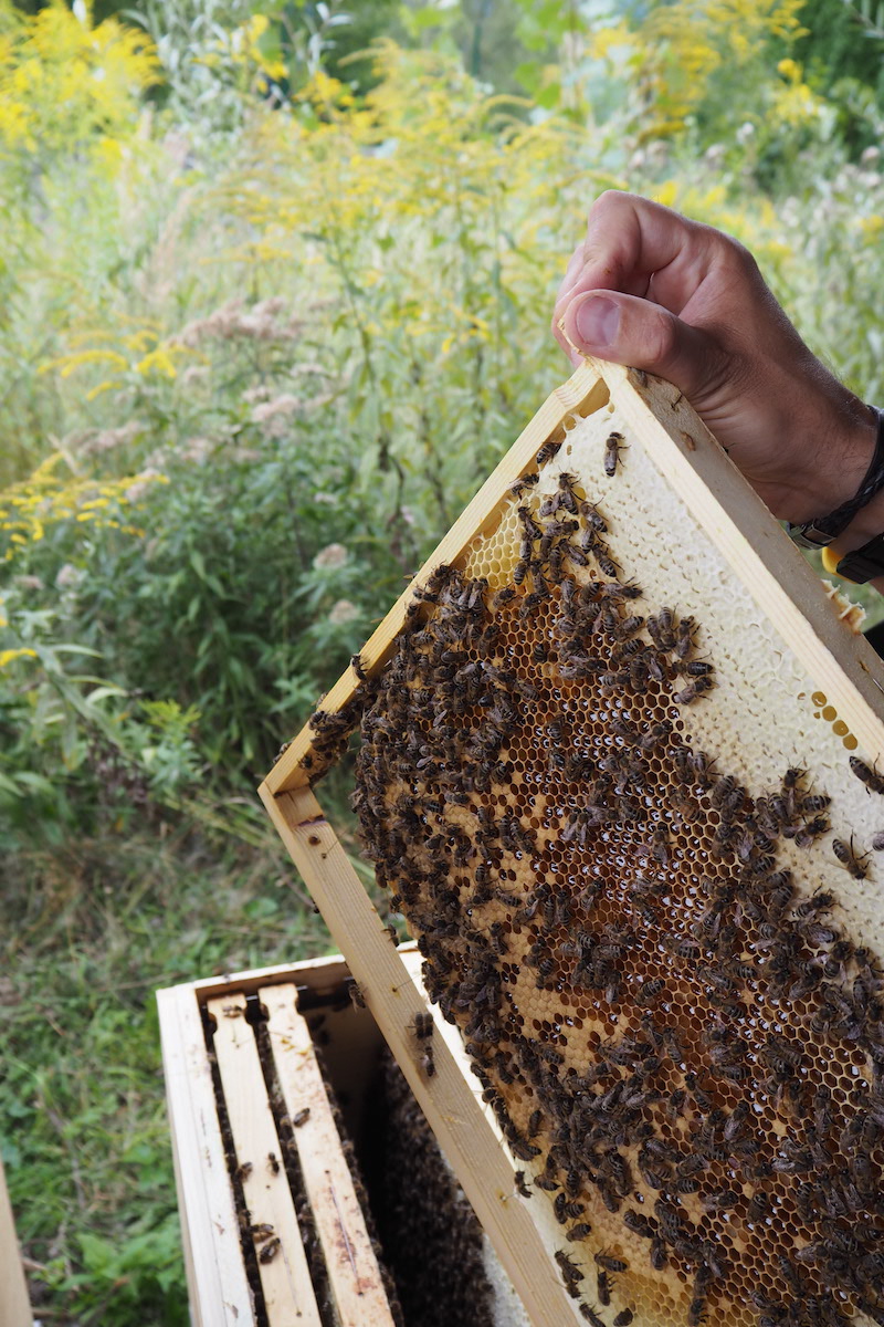 Bienenstreicheln bei Bienenlieb