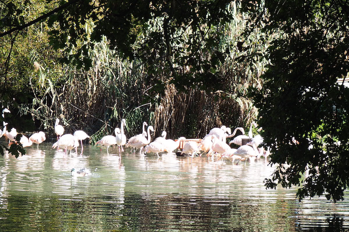 Flamingo Kolonie St. Peter Weiher, 111 Orte für Kinder in Salzburg die man gesehen haben muss