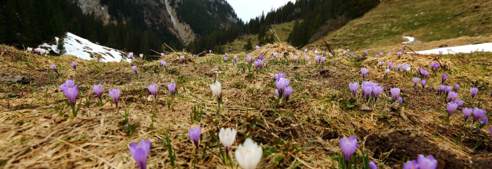 Lila und weiße Krokusse blühen auf einem grasbewachsenen Berghang mit schneebedeckten Gipfeln und Kiefern im Hintergrund.