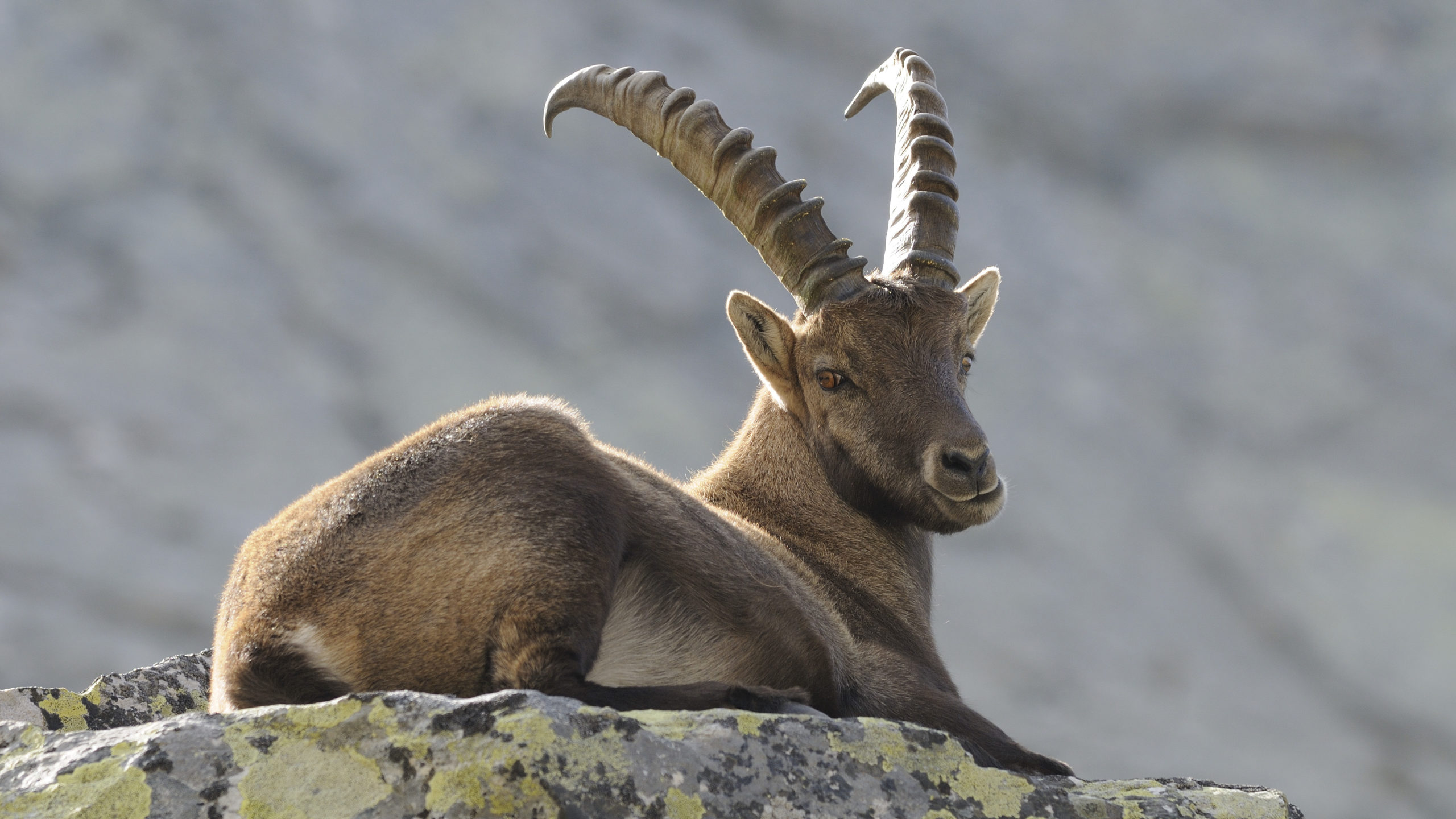 © NPHT Rieder, Steinbock