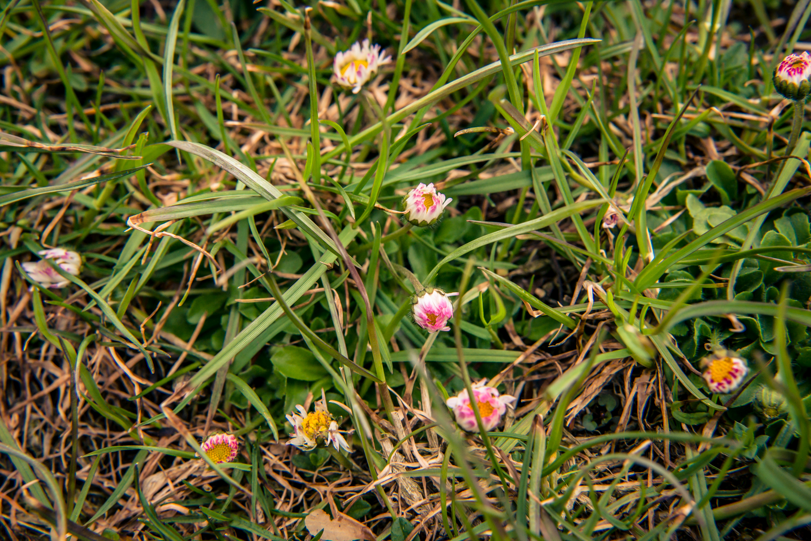 Kleine rosa und weiße Wildblumen inmitten von grünem und braunem Gras.