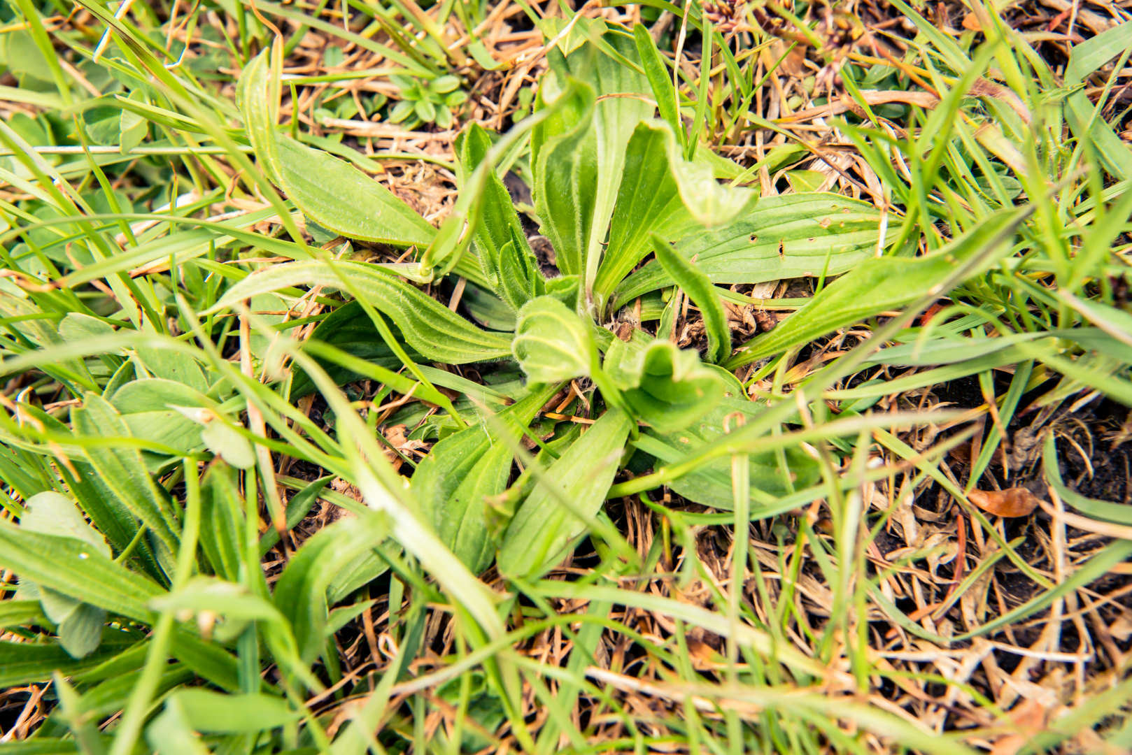 Breitwegerich wächst zwischen grünem Gras und vertrockneten braunen Halmen auf dem Boden, von oben gesehen.