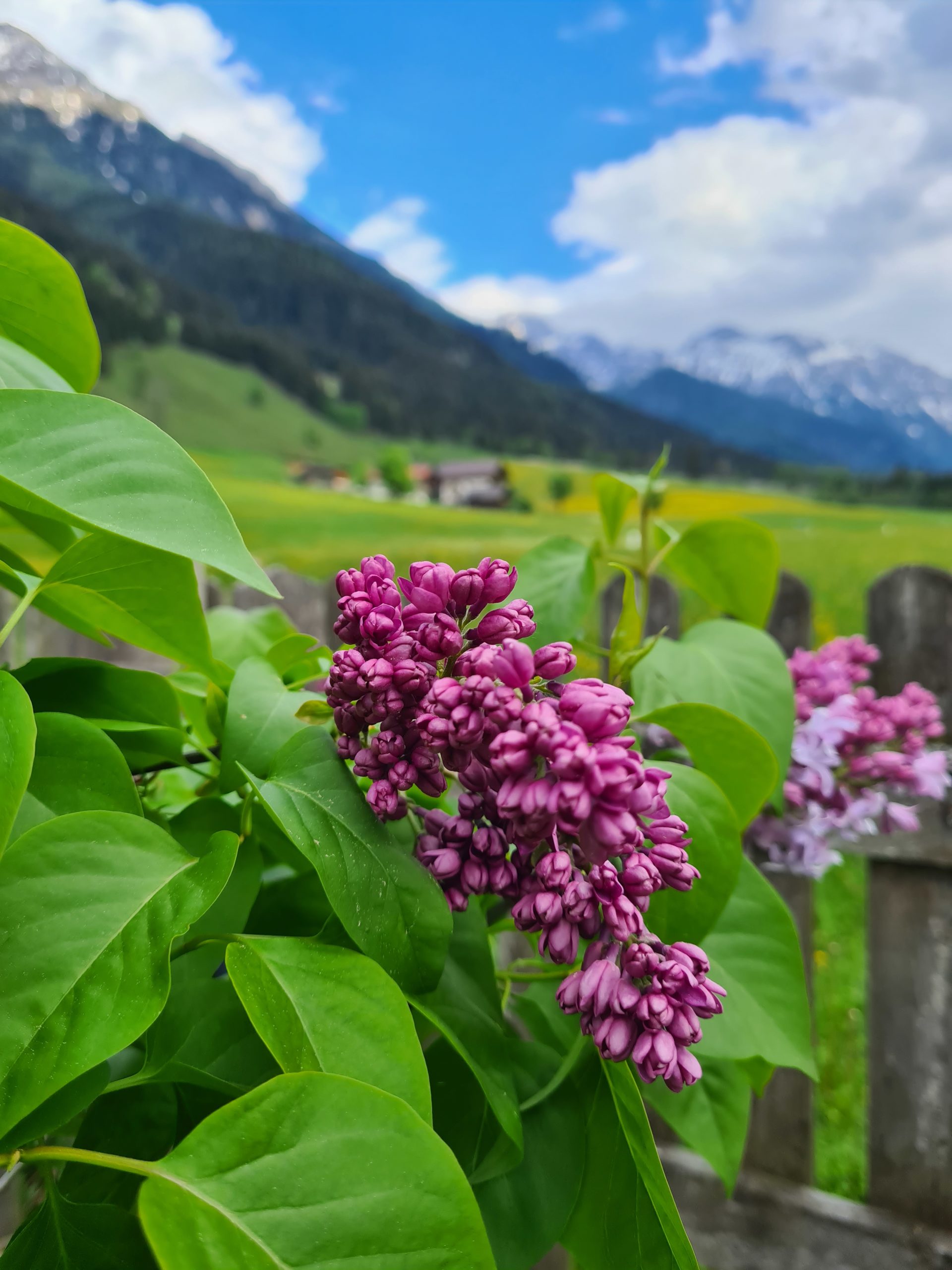 Blüte © Belina Huttegger