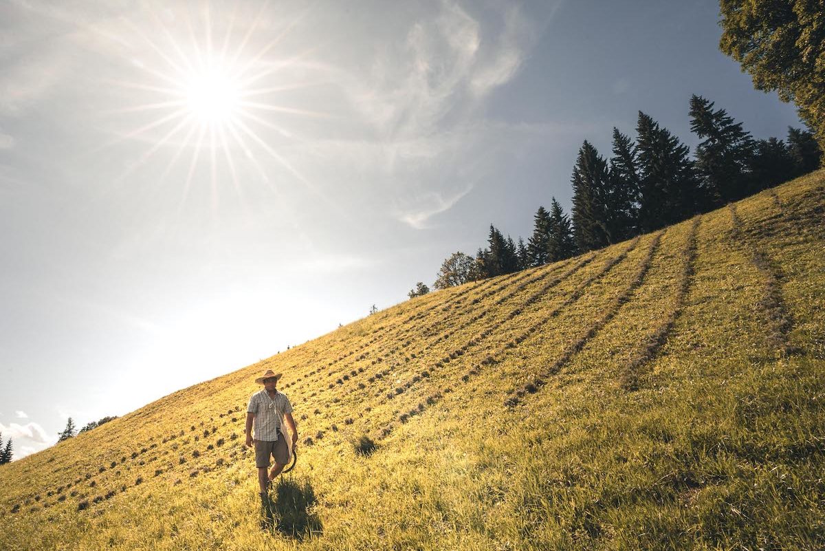 Michael auf seinem Berglavendel-Feld in Steillage