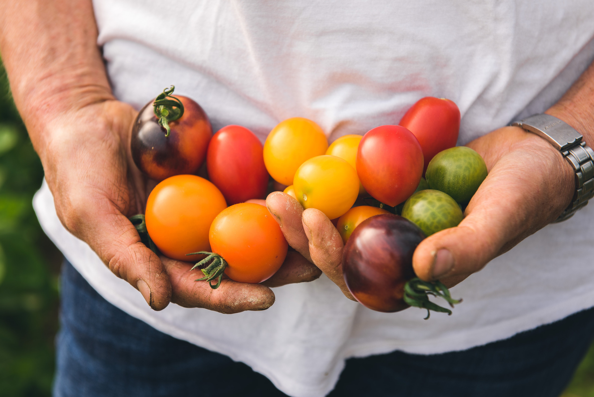 Tomatenraritäten