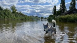 Wasserspaß mit Hund