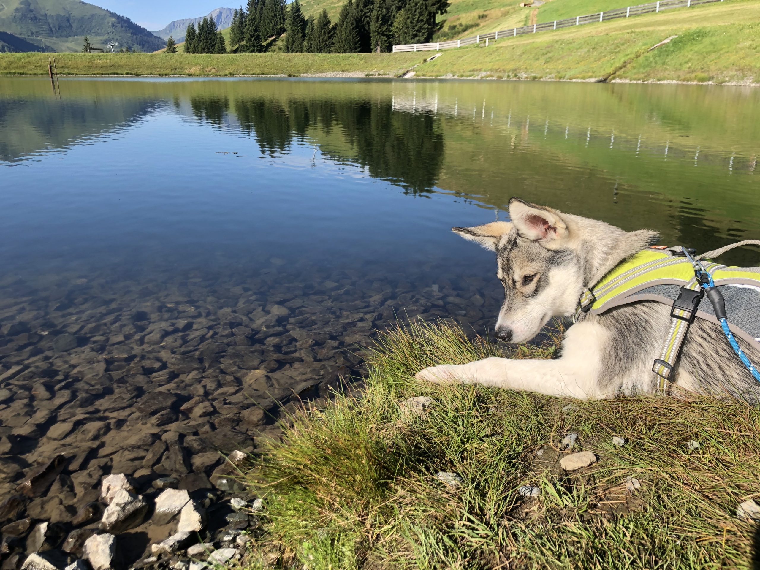 © Edith Danzer - Bergsee, Badesee oder Fluss für vierbeinigen Badespaß.