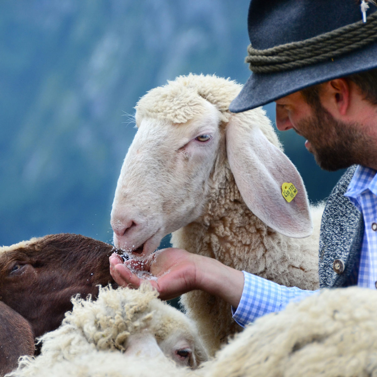 100 % Bio-Dnger aus 100 % Schafwolle - SalzburgerLand Magazin