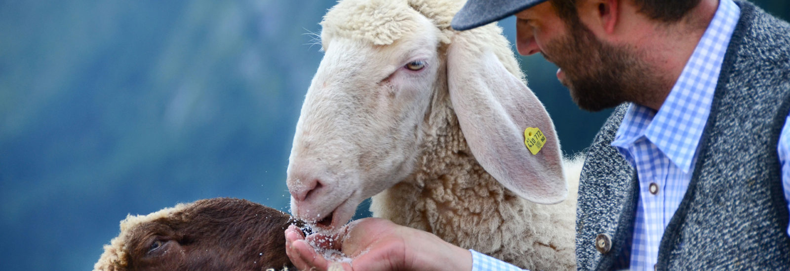 100-bio-d-nger-aus-100-schafwolle-salzburgerland-magazin