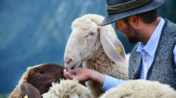 100 % Bio-Dünger aus 100 % Schafwolle