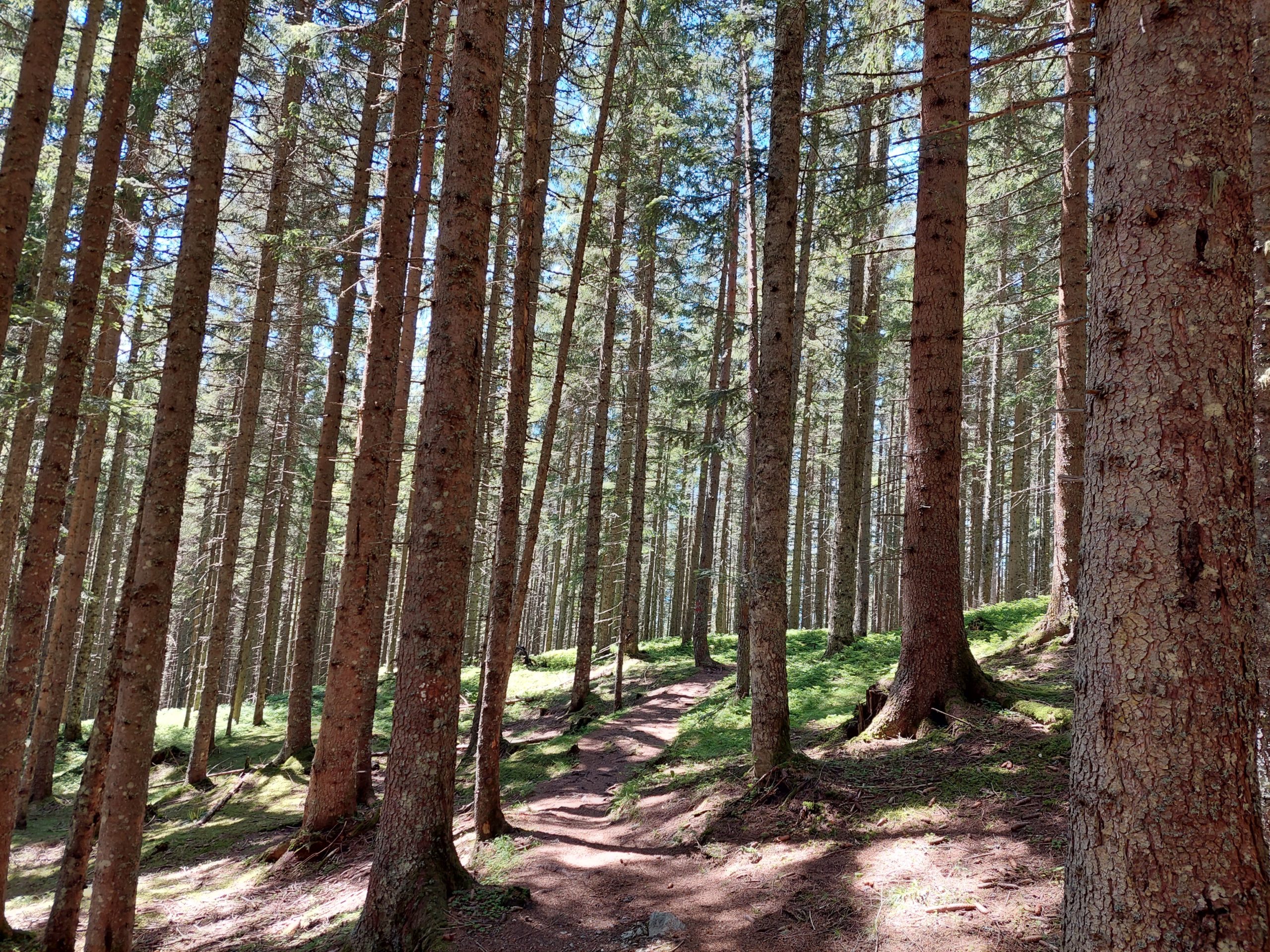 Angenehme Temperaturen im Wald