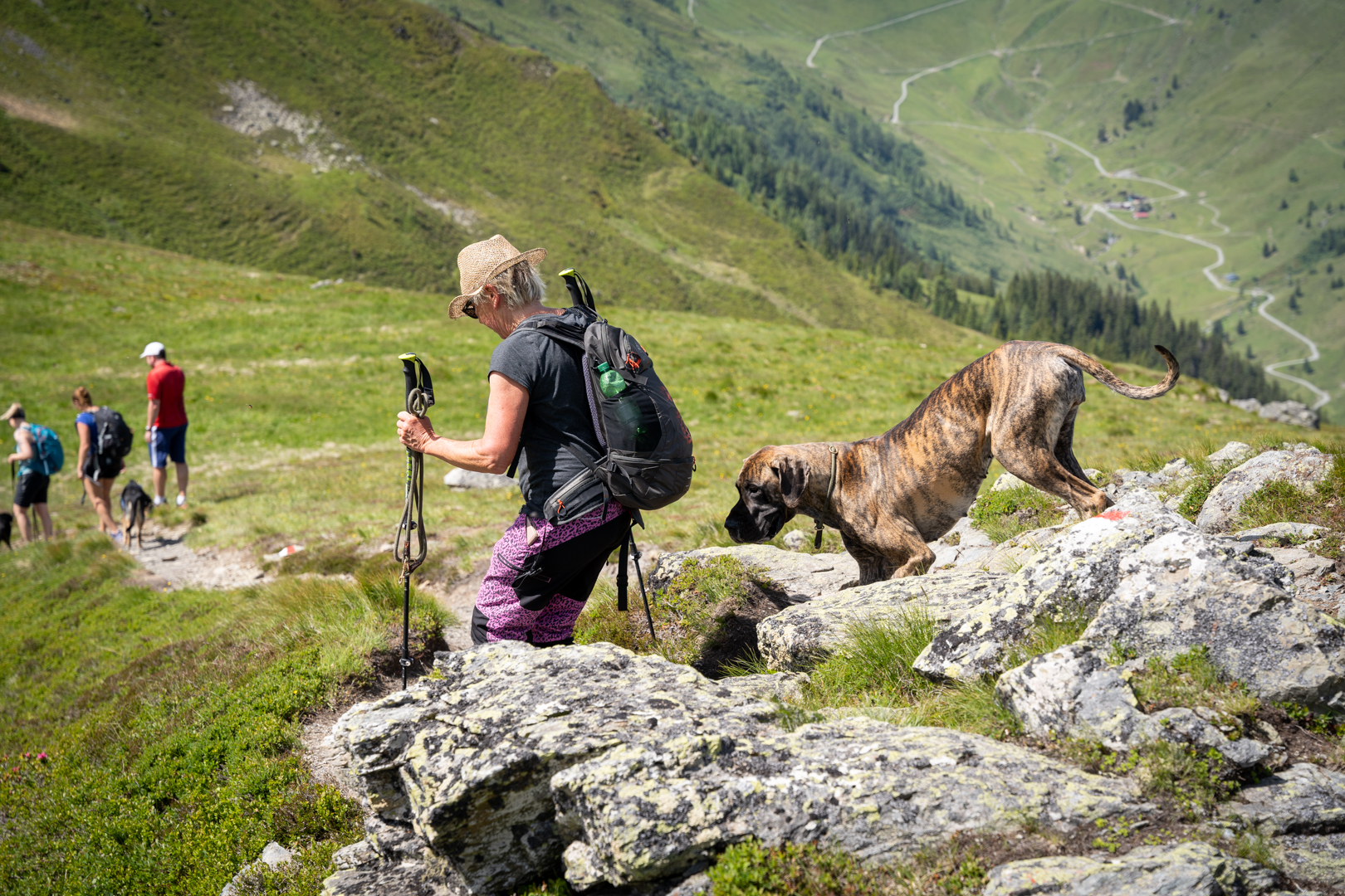 Brav bleibt die Dogge hinten