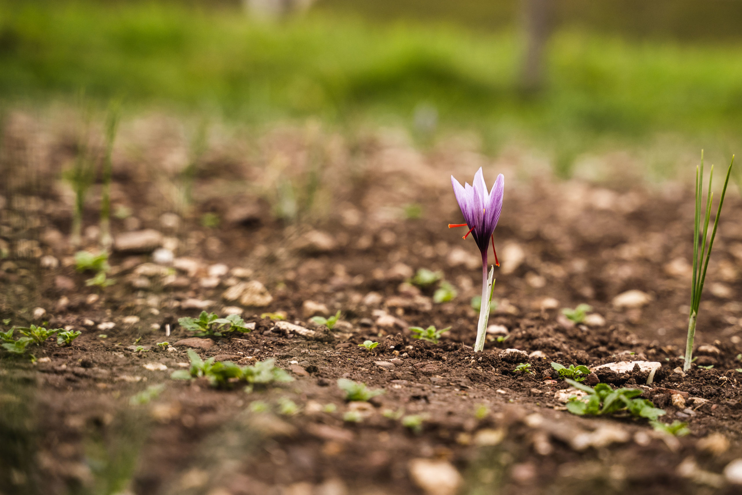 Eine einzelne lilafarbene Krokusblüte blüht in einem Feld mit spärlichen grünen Pflanzen.