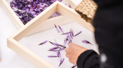 Der Safranbauer in Leogang