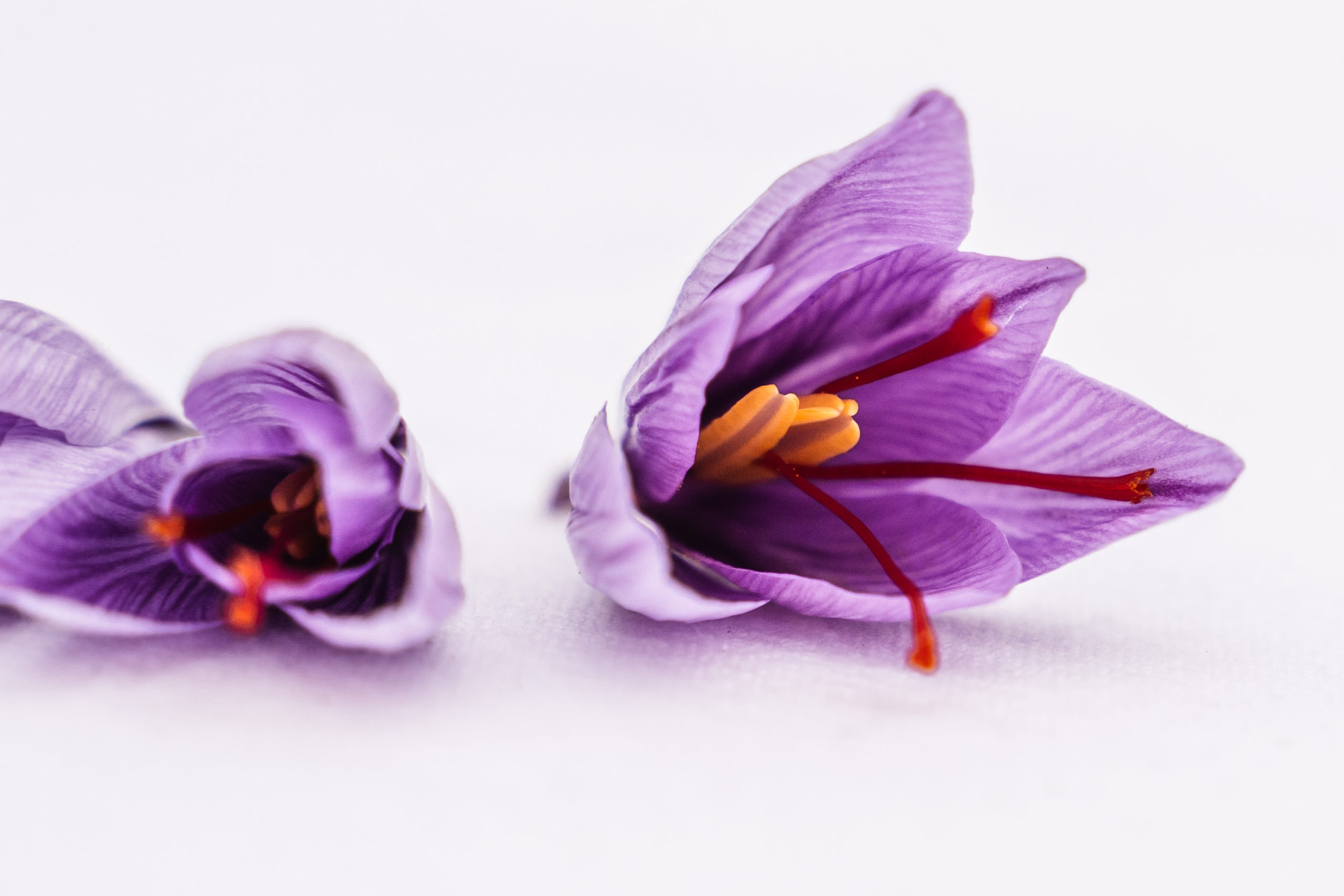 Zwei violette Safranblüten mit orange-roten Narben auf weißem Hintergrund.