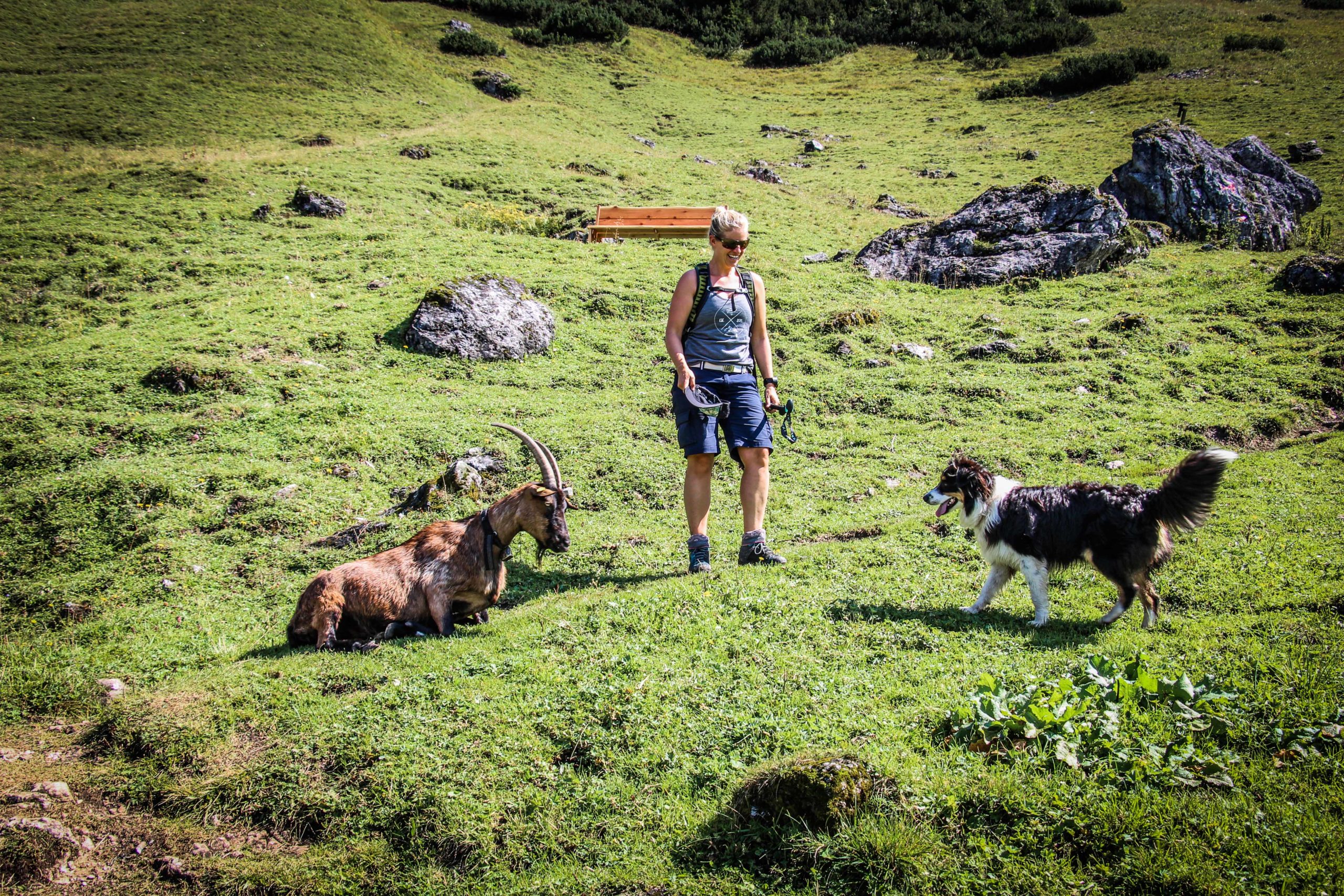 © Christoph Werntgen – Tiere auf der Alm