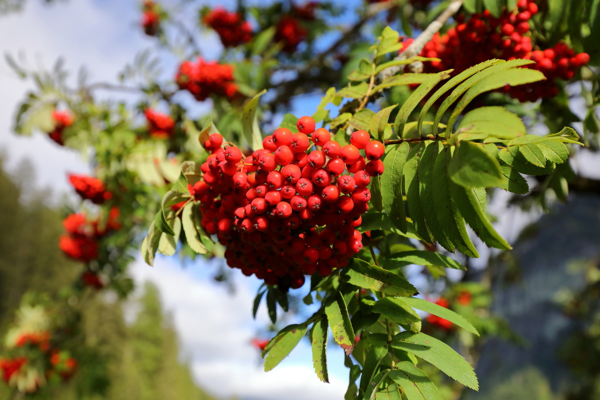 Vogelbeeren © www.grossarltal.info