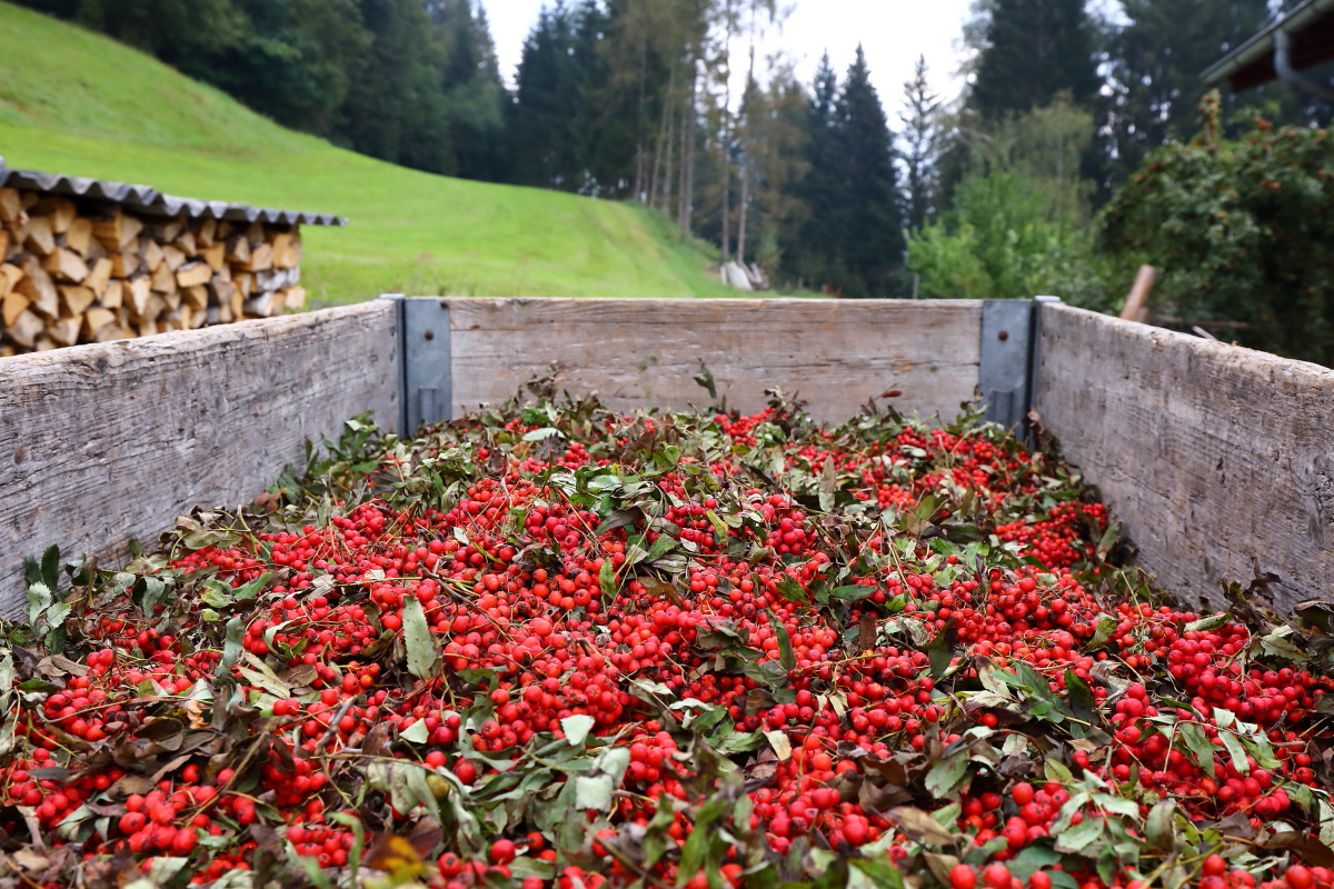 Vogelbeeren pflücken © www.grossarltal.info