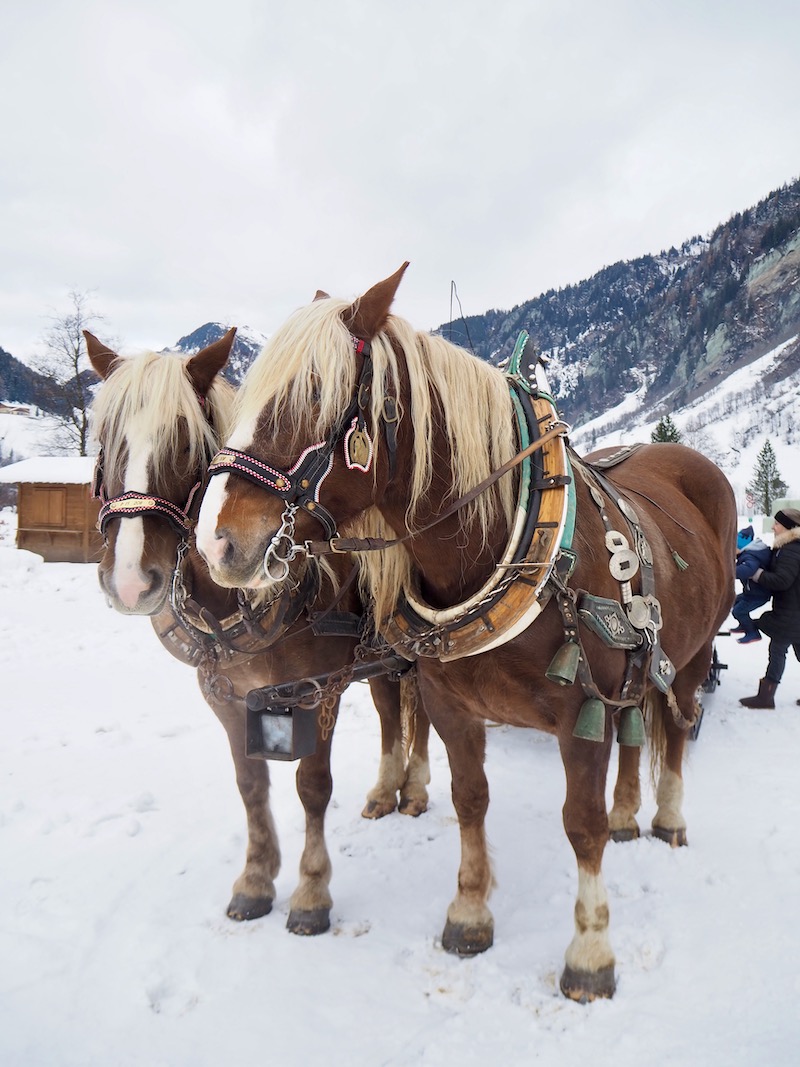 Pferdeschlitten Bergadvent im Großarltal (c) creativelena